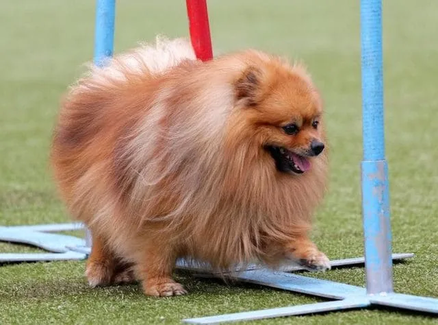 Померанский шпиц медвежьего типа: дружелюбный, смелый и пушистый компаньон для всей семьи7