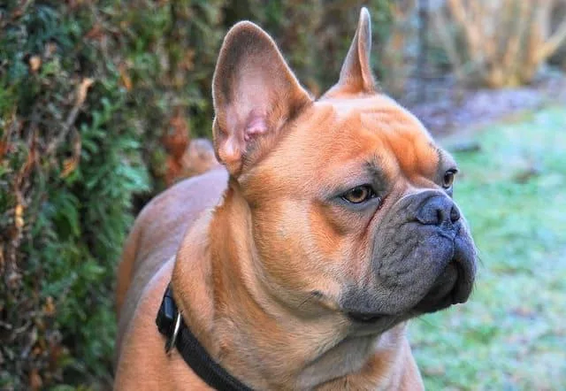 Французский бульдог: преданный охранник, крысолов и любимец Ива Сен-Лорана4