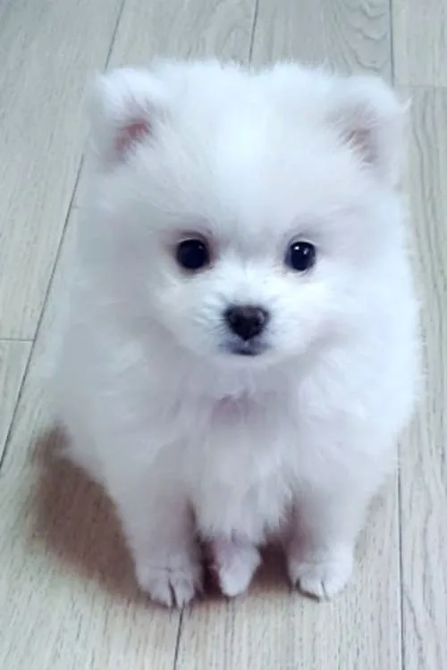 Померанский шпиц медвежьего типа: дружелюбный, смелый и пушистый компаньон для всей семьи4