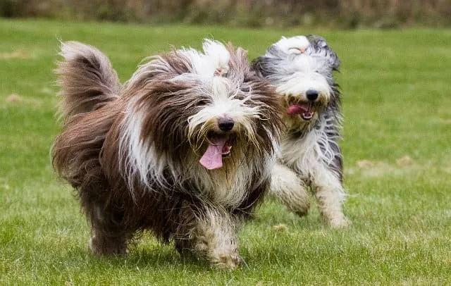 Бородатый колли: лохматый друг человека и идеальный компаньон для семьи3