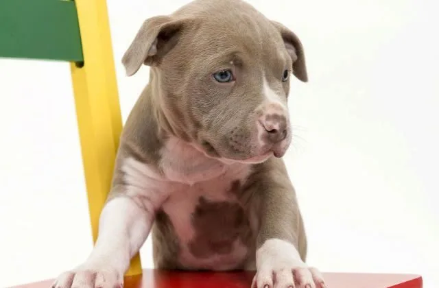 Американский питбультерьер (4)14