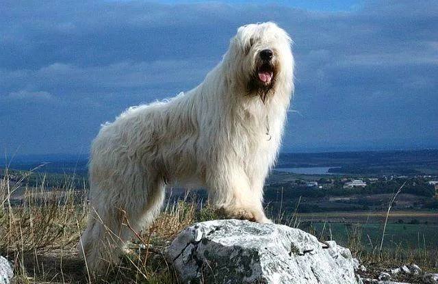 Южнорусская овчарка: полный стандарт породы, характеристики характера и советы по уходу3