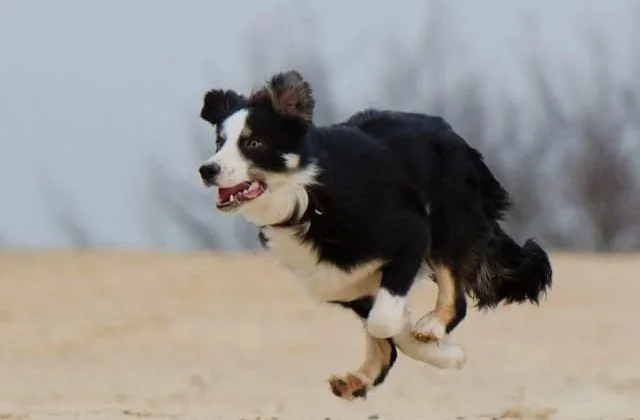 Бордер колли (28) Бордер колли (28)16