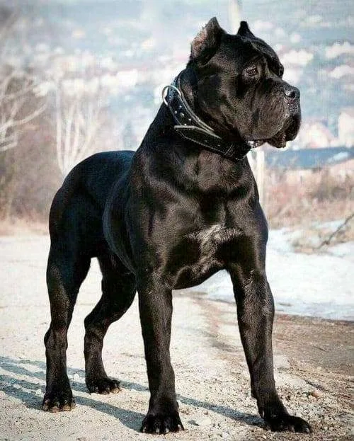 Добродушный красавец кане-корсо: идеальная порода из Италии для семьи1