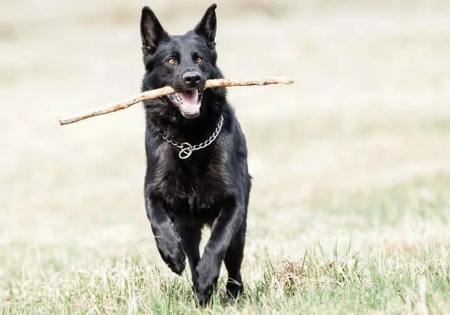Черная немецкая овчарка: впечатляющая внешность и выдающийся интеллект4