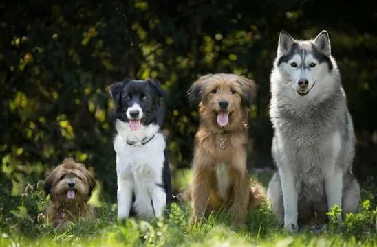 Бордер колли (25) Бордер колли (25)21