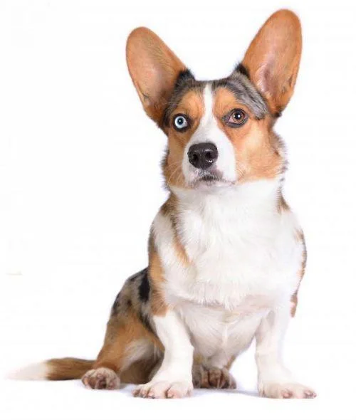 Вельш-корги-кардиган: улыбчивый пастушонок и королевский питомец2