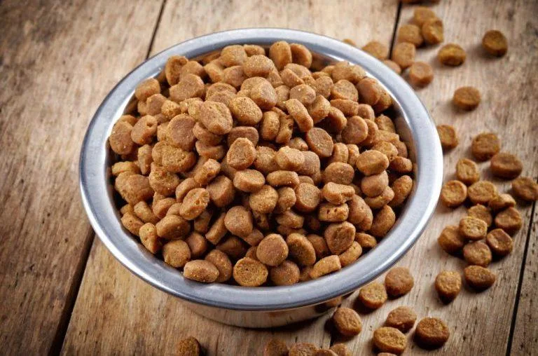 Энтлебухер зенненхунд: идеальный пастух, защитник и верный компаньон для вашей семьи4