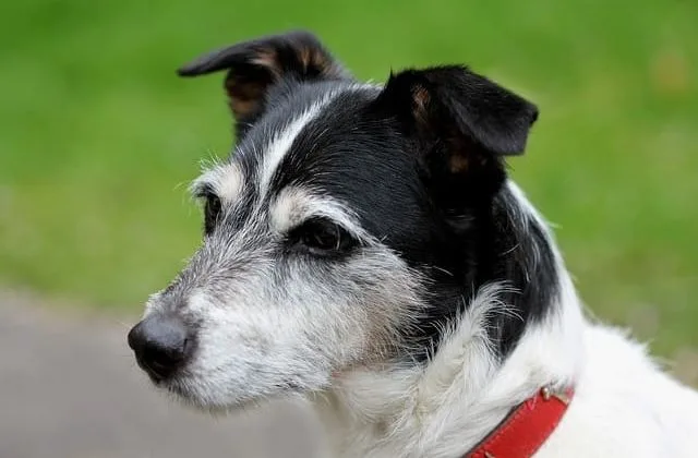 Джек-рассел-терьер (2)22