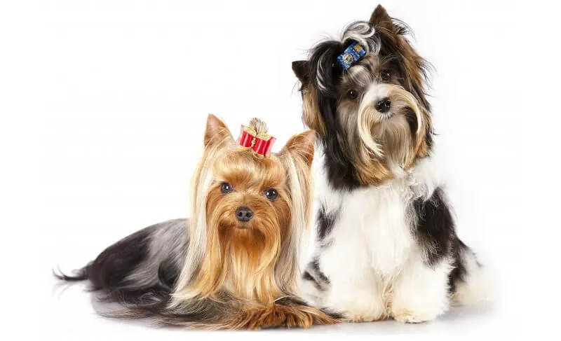 Как правильно подстричь йорка: секреты ухода и пошаговые инструкции для идеальной стрижки2