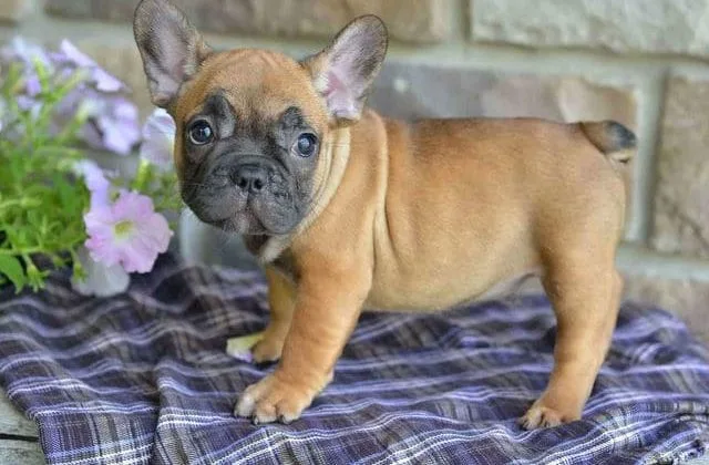 Французский мини бульдог (14)16