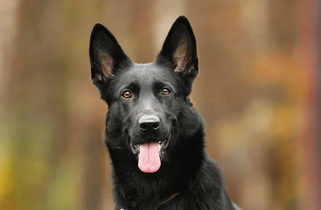 Черная немецкая овчарка (5)11