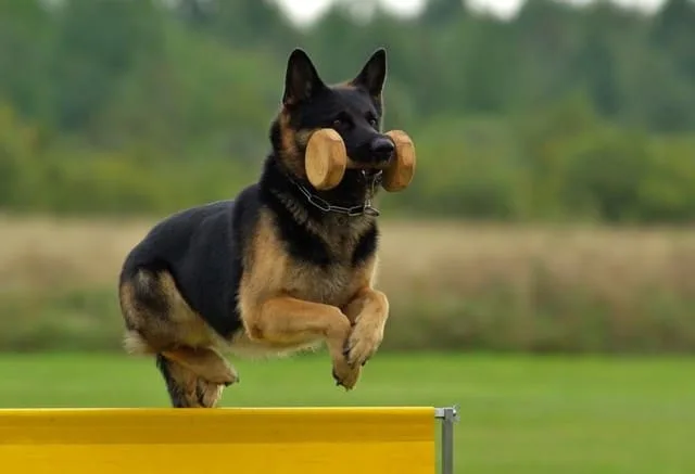 Дрессировка немецкой овчарки: правила, эффективные приемы и советы от кинологов для успешного обучения10