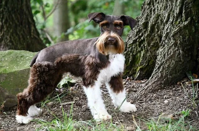 Цвергшнауцер (4)10