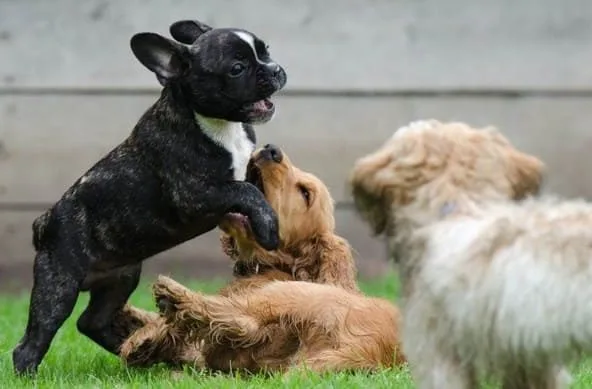 Французский бульдог (5)14