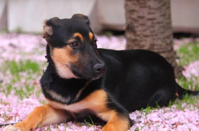 Порода босерон (3)20