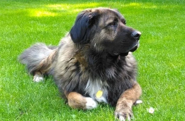 Кавказская овчарка (4)7