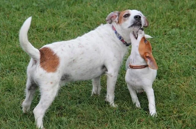 Джек-рассел-терьер (35)10