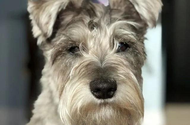 Скотч-терьер (8)9