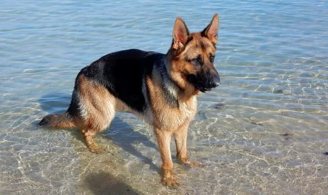 Правильный уход и содержание немецкой овчарки: советы и рекомендации для владельцев3