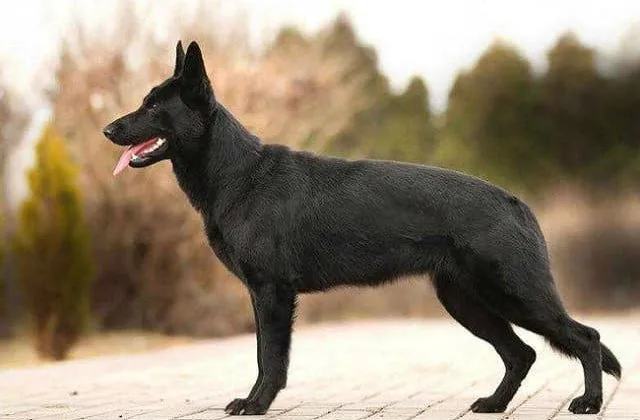 Черная немецкая овчарка (13)9