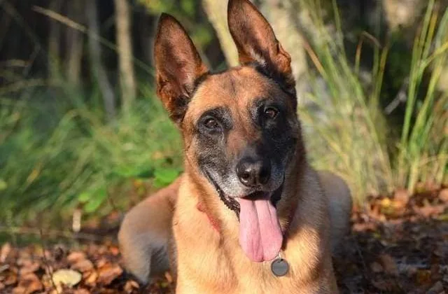 Бельгийская овчарка127