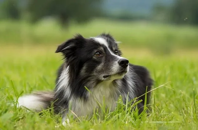 Бордер колли (18) Бордер колли (18)27