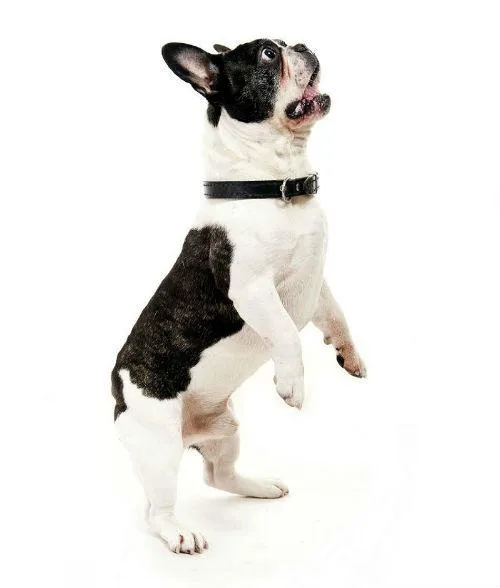 Эффективное воспитание французского бульдога дома: советы без помощи кинолога6