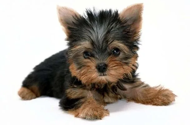 Мини йоркширский терьер (3) Мини йоркширский терьер (3)11