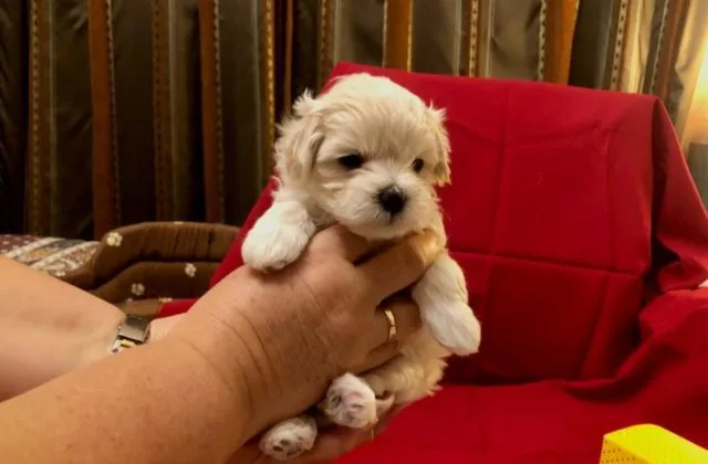 Собака мальтипу (2)9