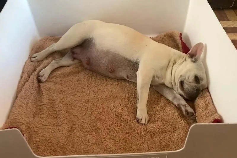 Как проходят роды у французского бульдога: процесс и советы по уходу10