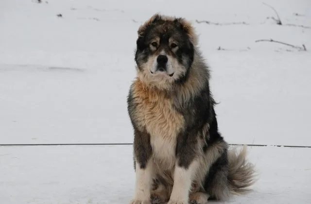 Кавказская овчарка (11)15