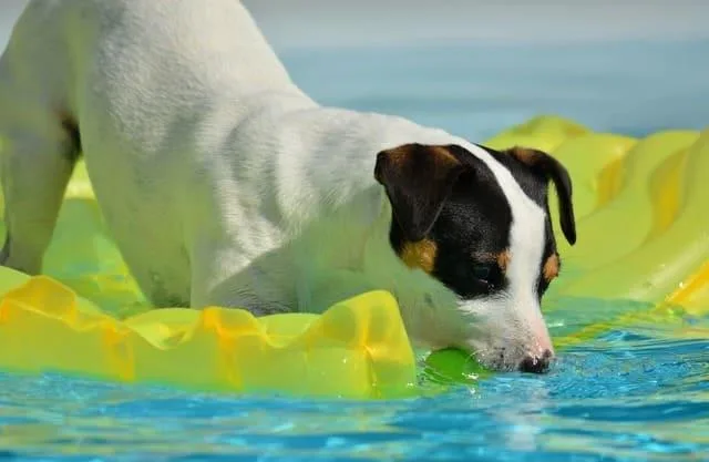 Уход и содержание джек-рассел-терьера: советы и секреты для здоровья и счастья вашего питомца3