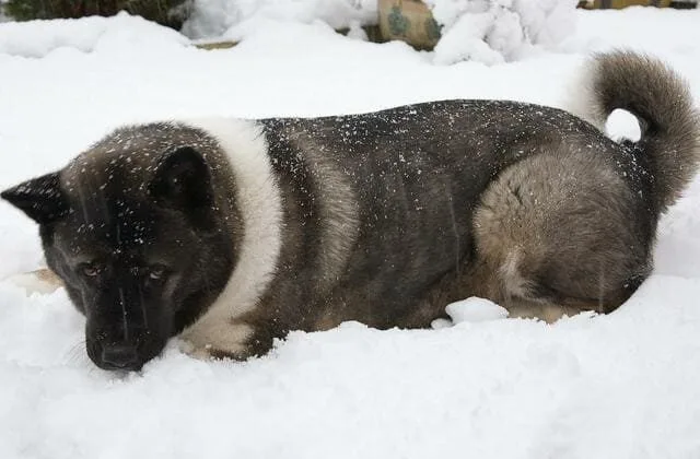 Американская акита (16)12