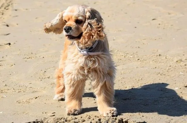 Американский кокер-спаниель (9)13