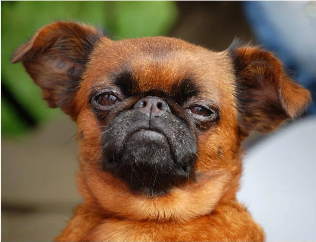 Пти-брабансон: полное описание породы, уход и советы для владельцев1