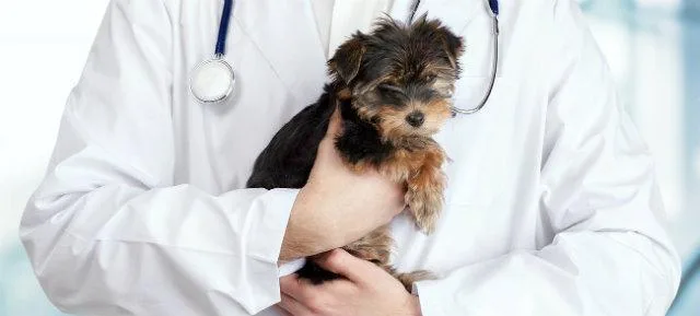 Почему у йорка рвота желтой пеной: причины, первая помощь и эффективное лечение3