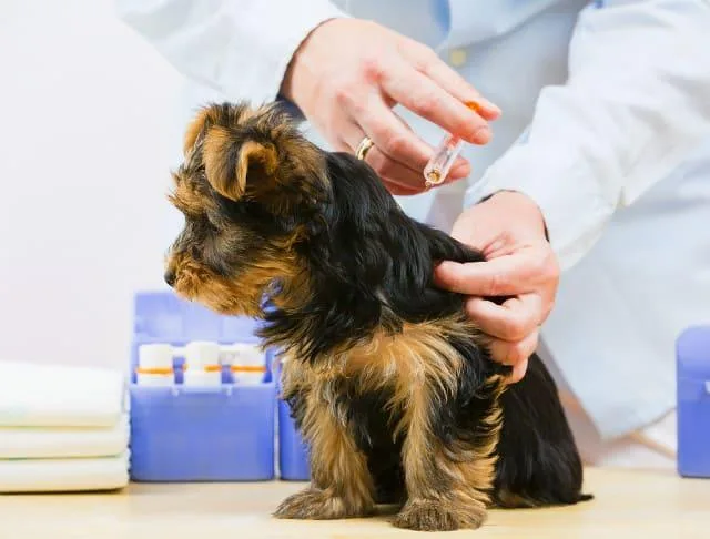 Что делать, если у йорка понос: причины, лечение и советы по уходу в домашних условиях4