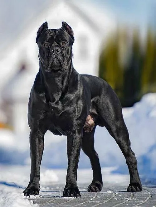 Добродушный красавец кане-корсо: идеальная порода из Италии для семьи3