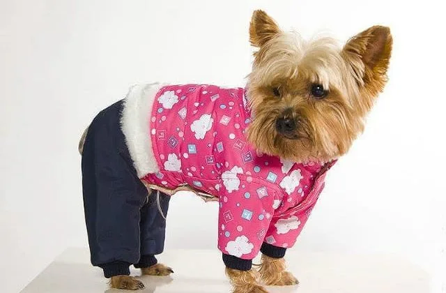 Одежда для йорков (15)13