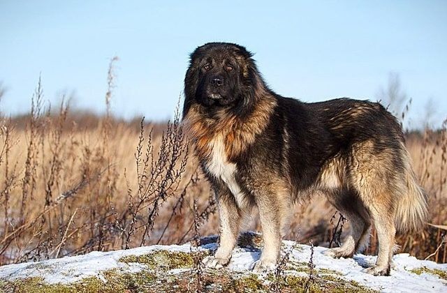 Кавказская овчарка (1)12