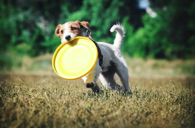 Джек-рассел-с-тарелкой6