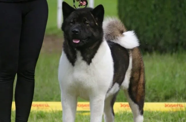 Американская акита (11)8