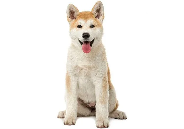 Дрессировка акита-ину: эффективные методы воспитания, обучение командам и притравка для успешного результата3