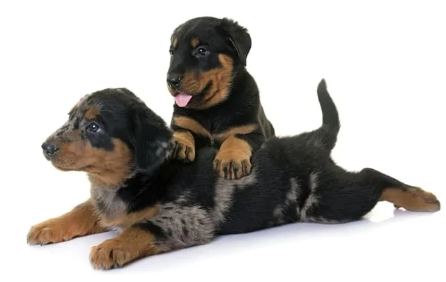 Французская овчарка босерон: происхождение от волка, пастушьи способности и роль военного разведчика3