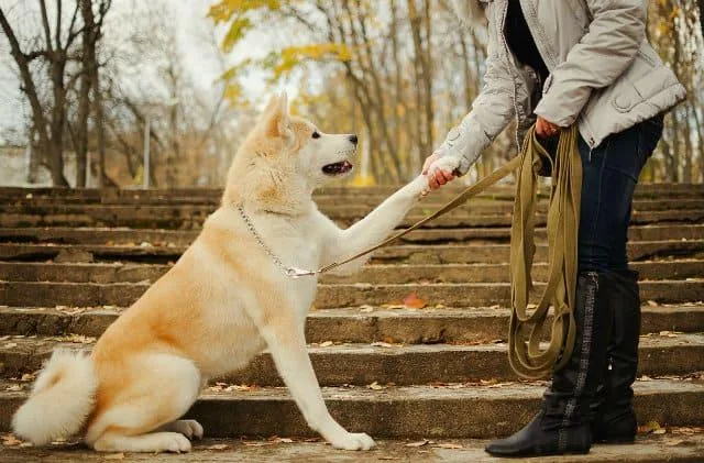Дрессировка акита-ину: эффективные методы воспитания, обучение командам и притравка для успешного результата1