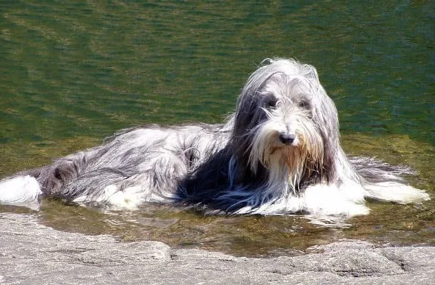 Бородатый колли (11)11