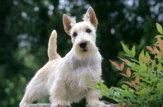 Скотч-терьер (28)16