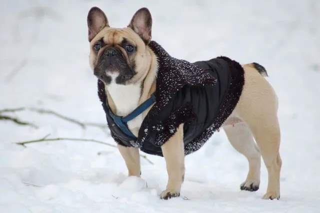 Клички для французских бульдогов: как выбрать идеальное имя для девочки и мальчика, лучшие варианты имен2