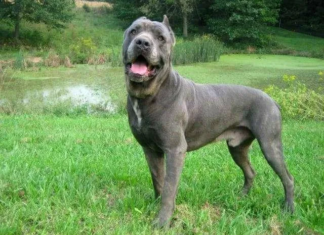 Добродушный красавец кане-корсо: идеальная порода из Италии для семьи2